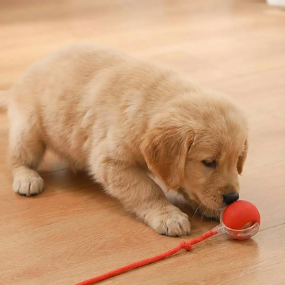 PlayTail Bal – Interactieve Speelbal Voor Actieve en Blije Honden